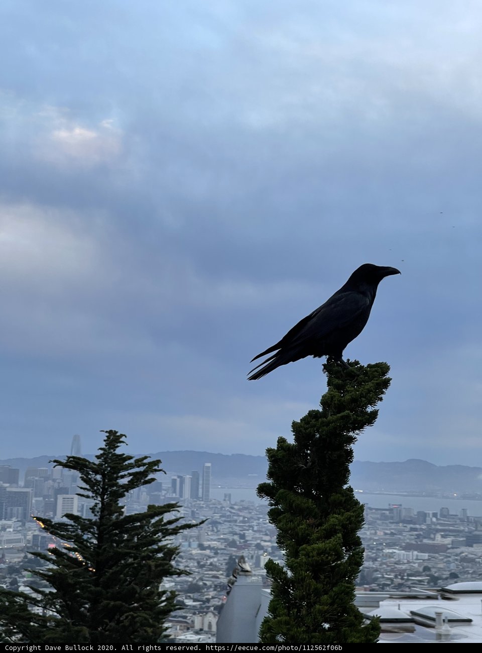 A Crow's View of the City