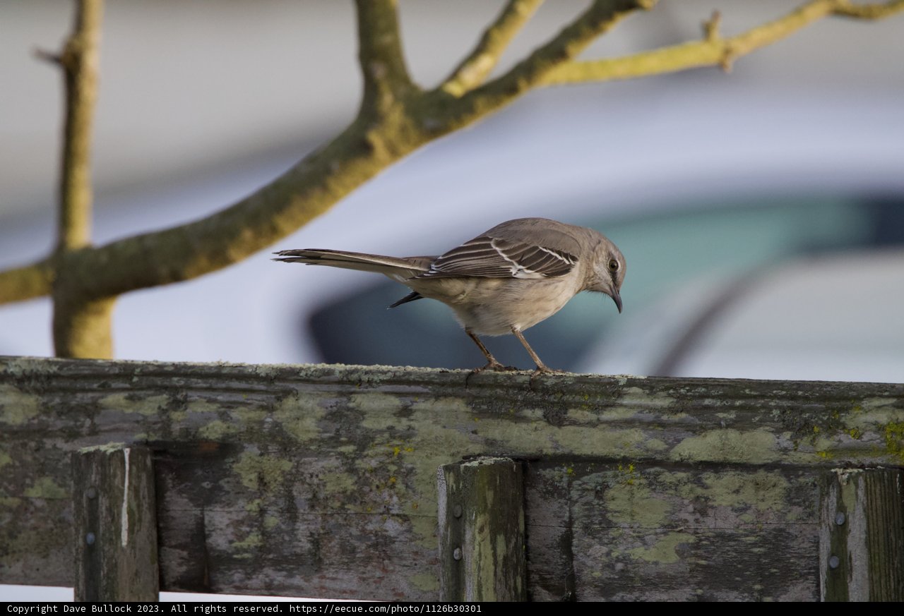 Feathered Resident of Fort Mason