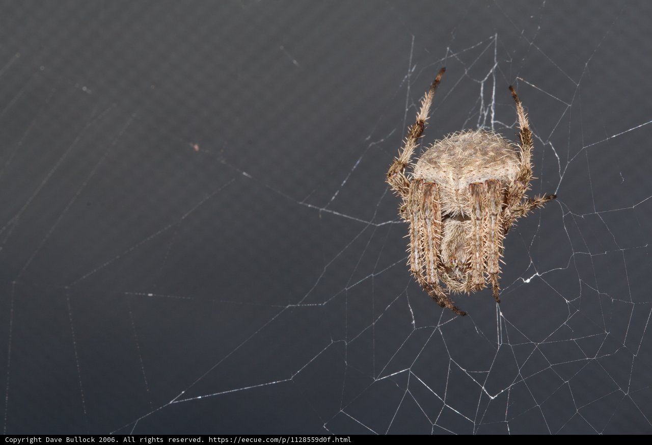 Garden Spider on Its Web