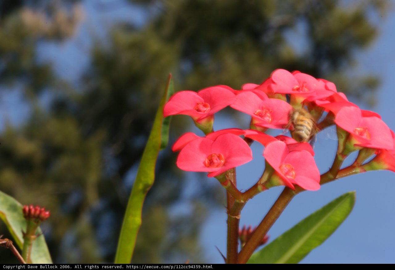Pink Geranium Flower with Bee