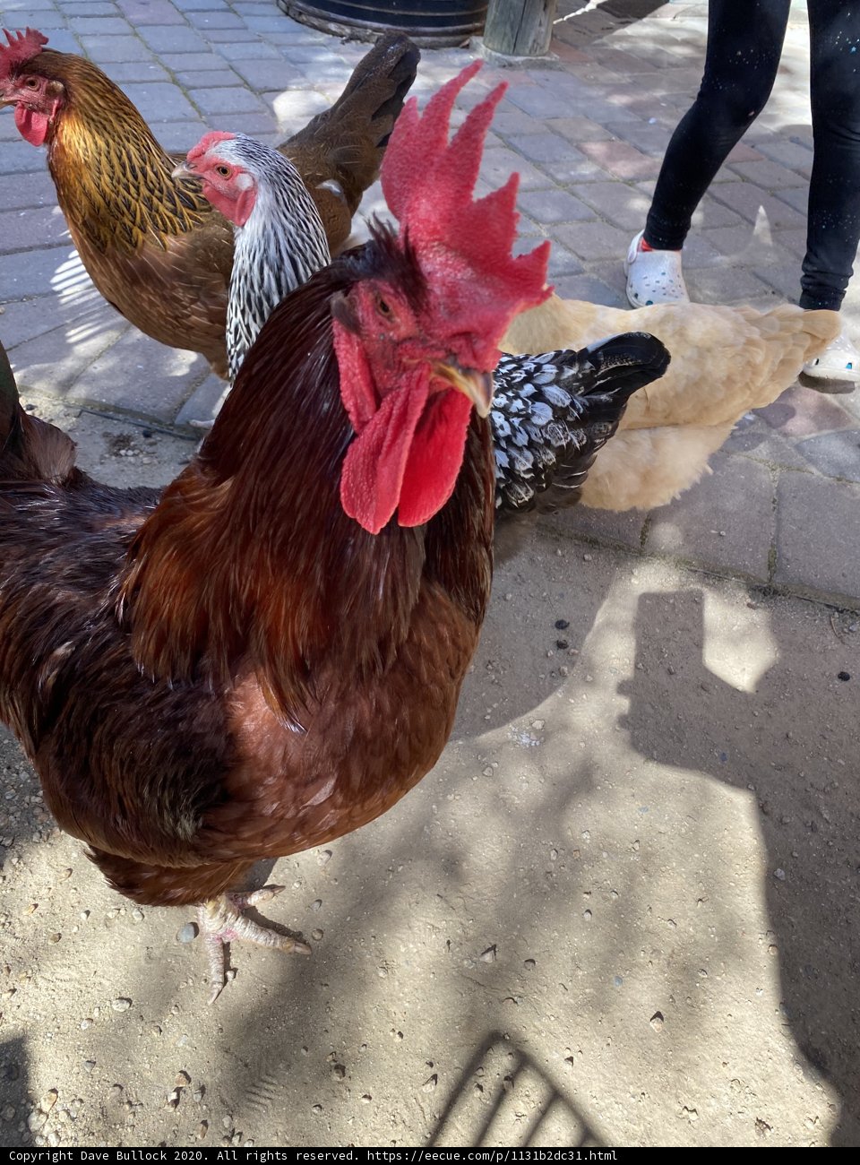 Fowl Fashionistas