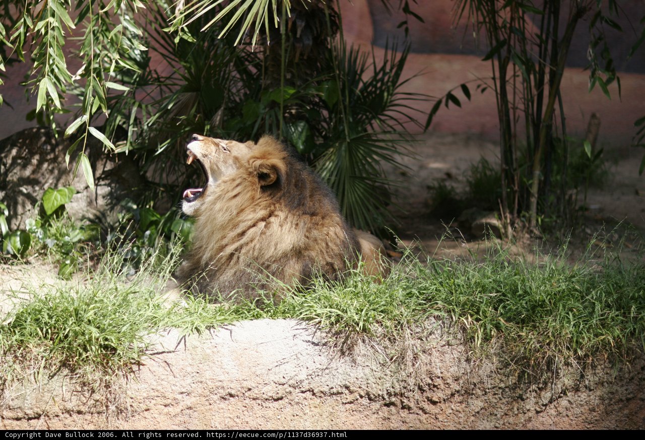 The Majestic Lion