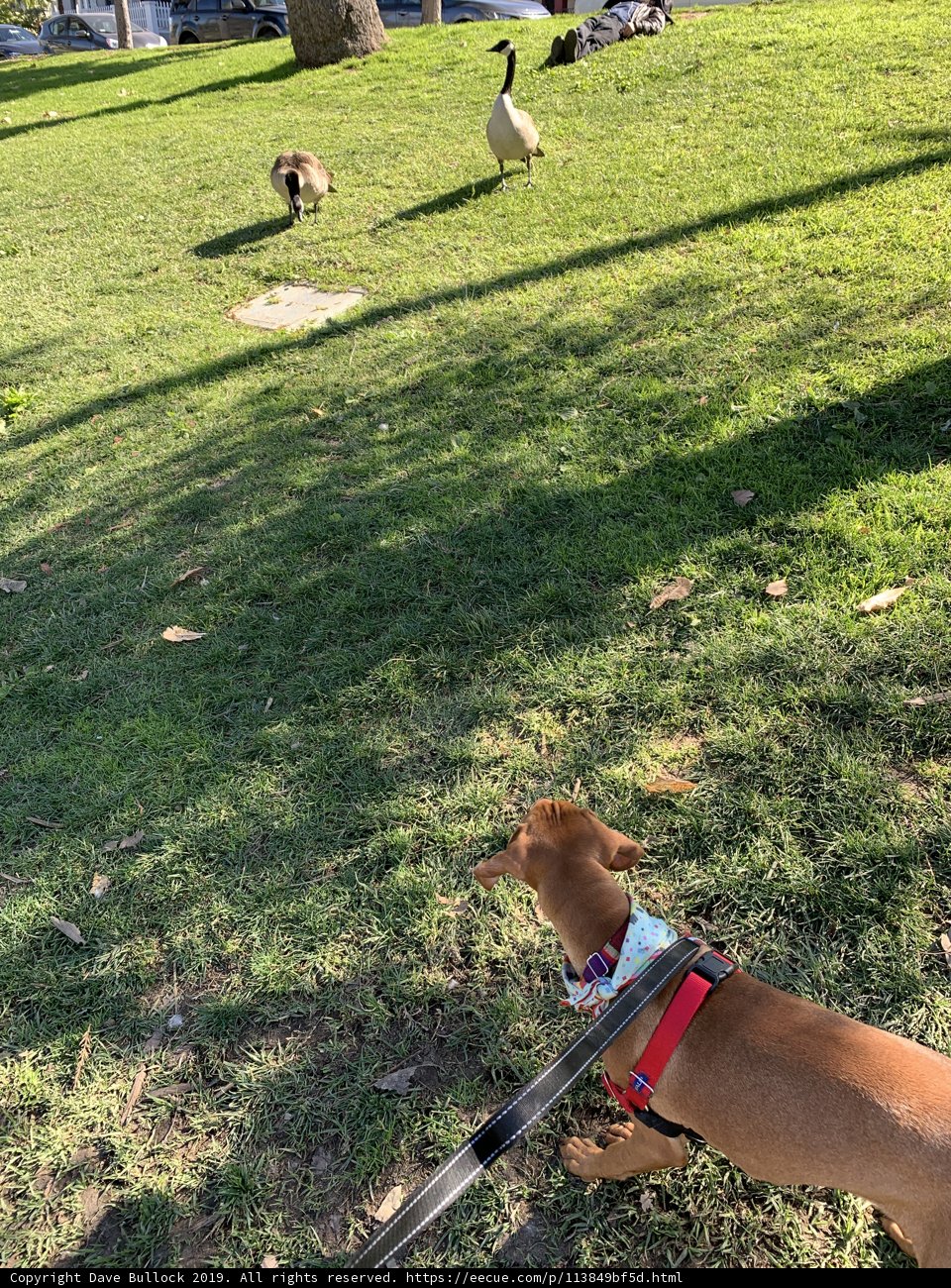 Canine Contemplates the Bird Flock