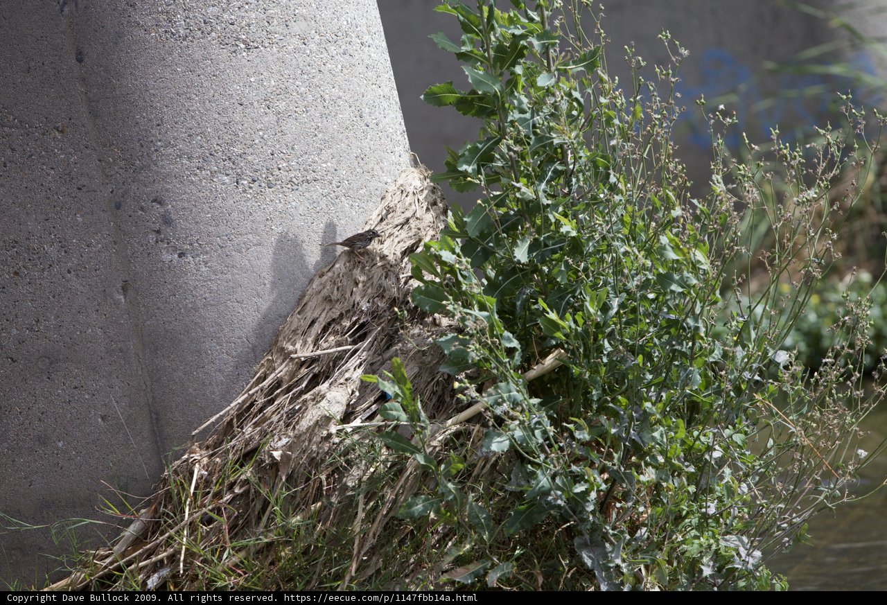Bird Perched on Tree Branch