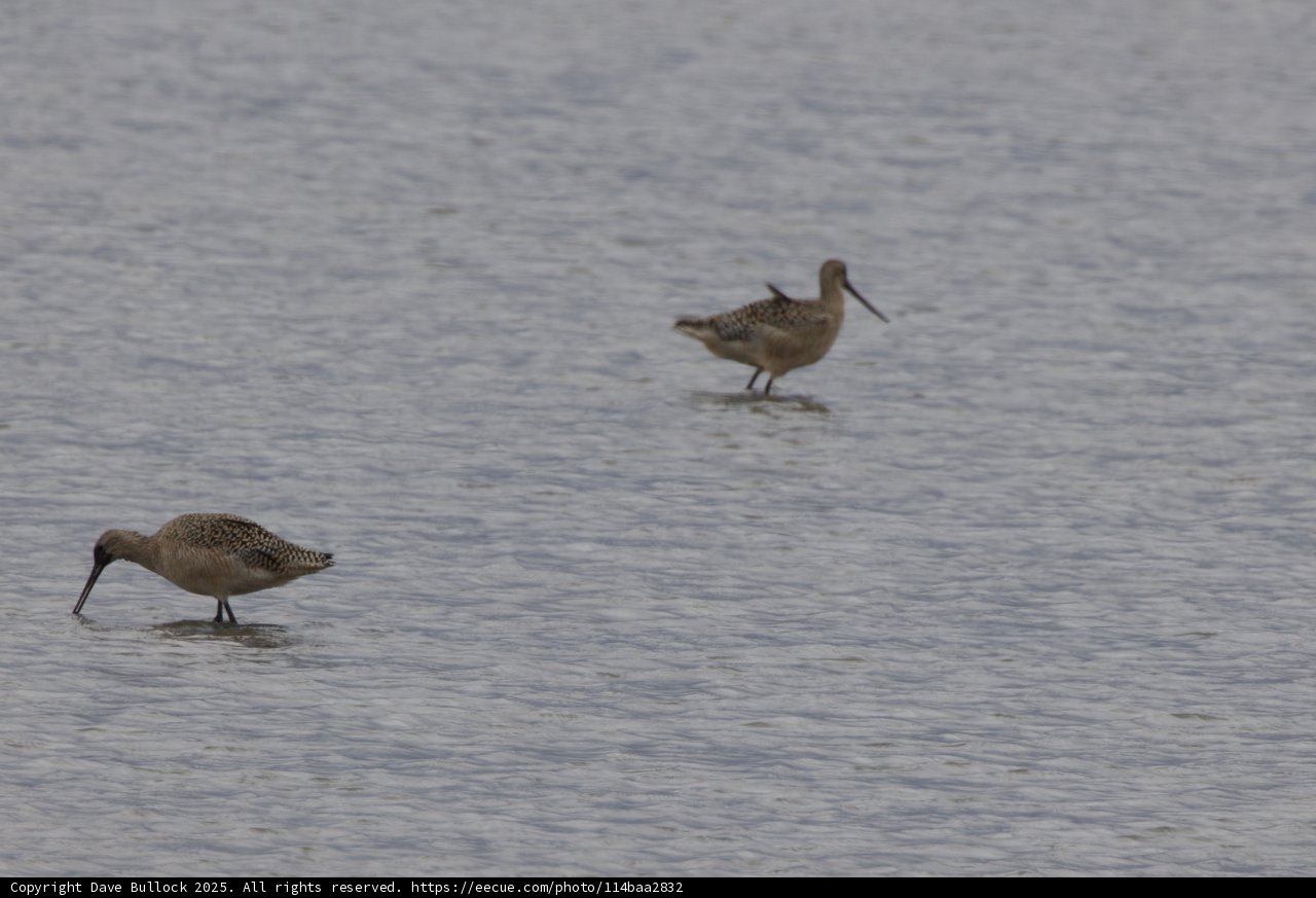 Tranquil Dance of Sandpipers