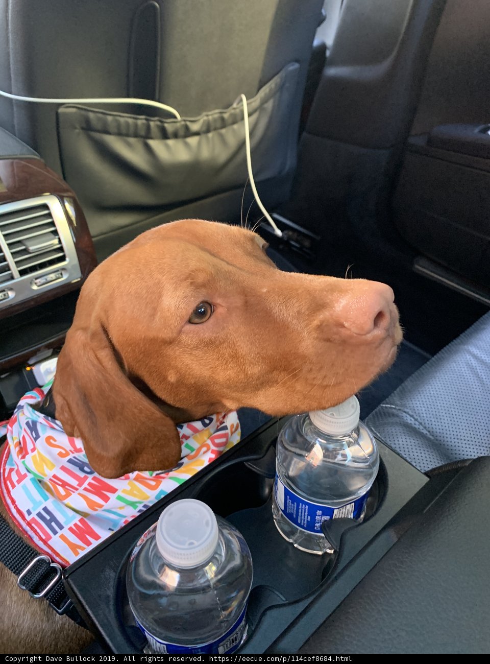 Road Tripping with my Vizsla