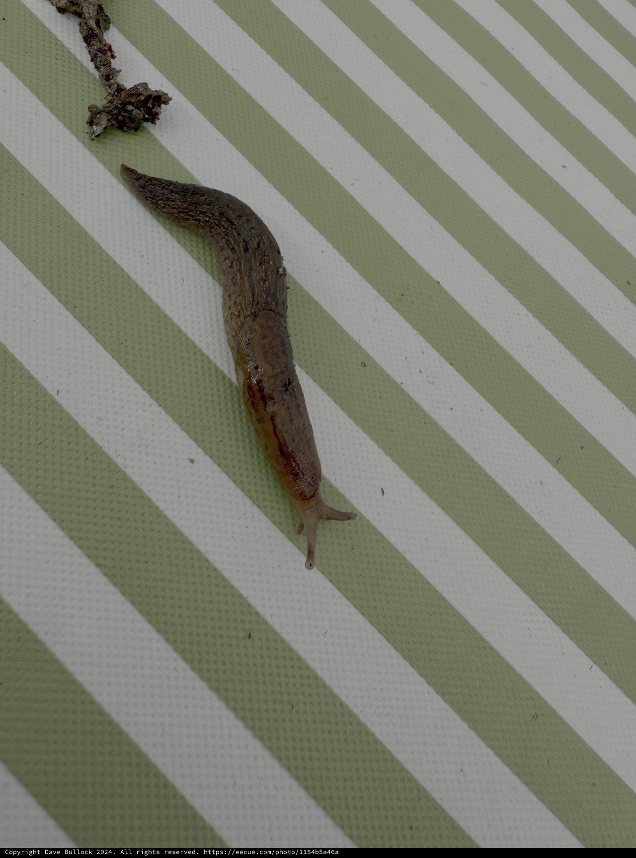 Brown Slug Crawling on Green Striped Surface