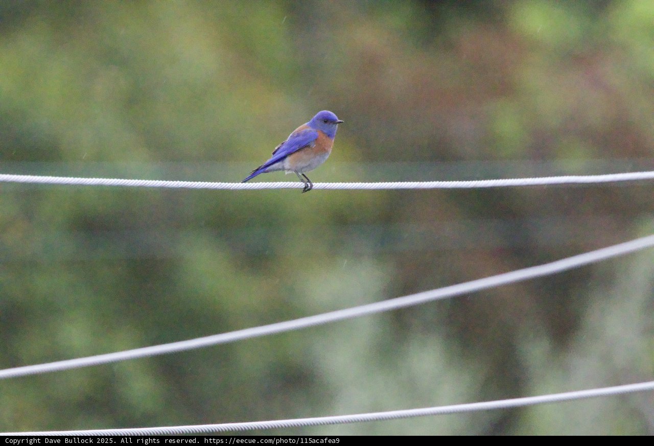 Serenade on a Wire
