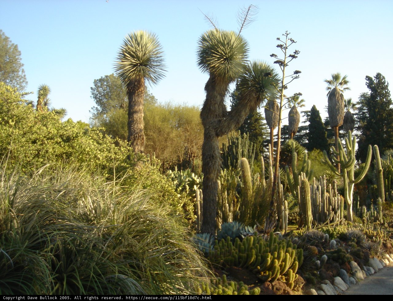 Desert Oasis