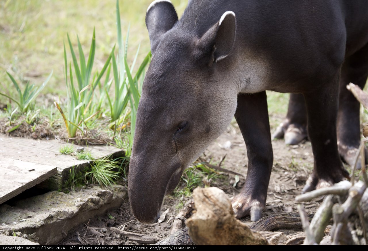 Tapir's Brunch at the SF Zoo