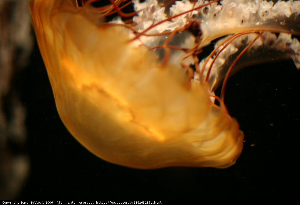Graceful Sea Creature
