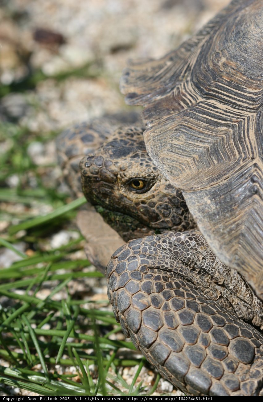 Curious Turtle