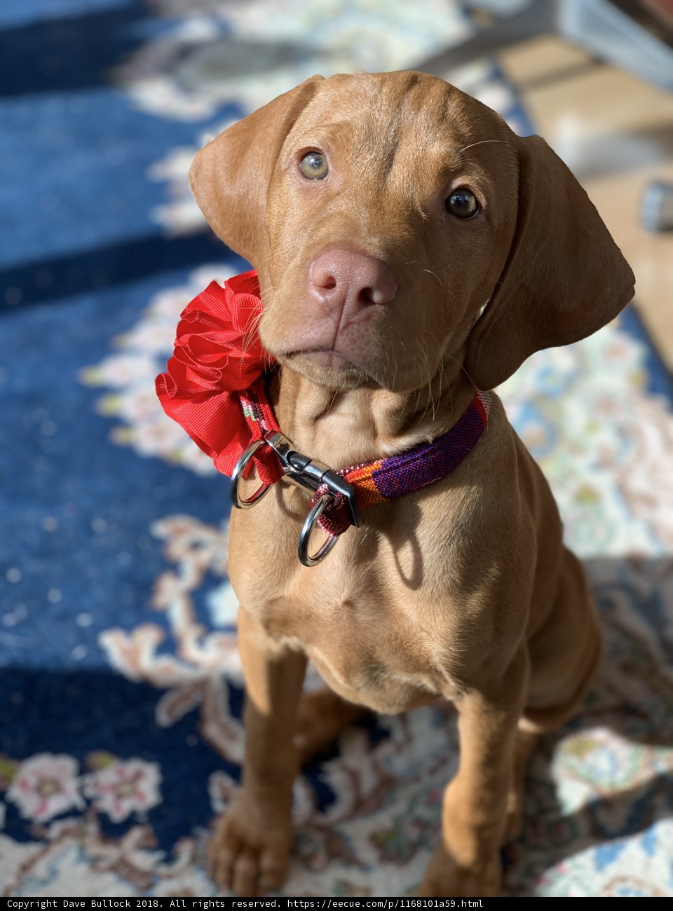 Red Bow Beauty
