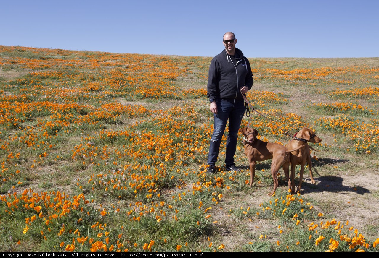 Man, Dogs, and Flowers in the Mojave