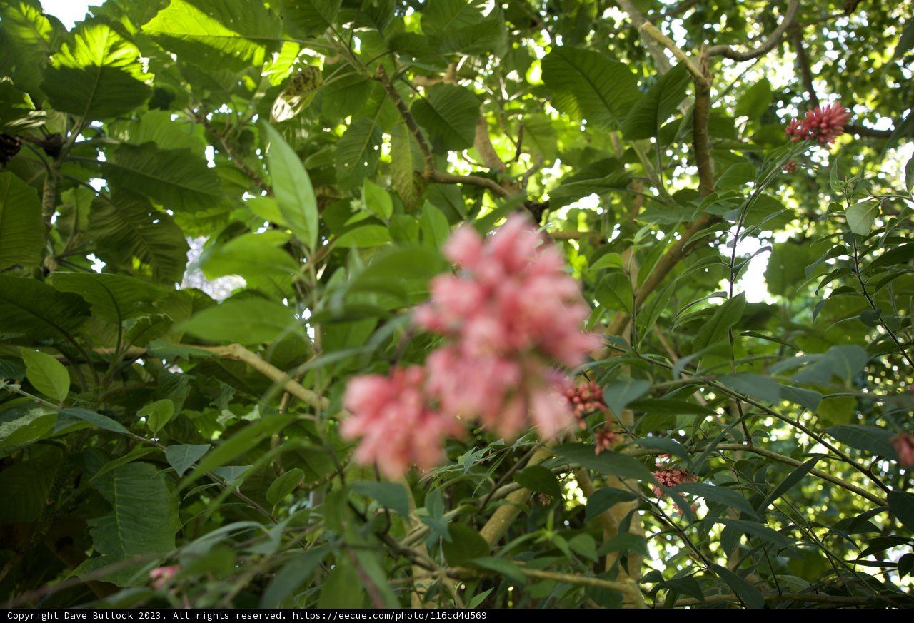 The Radiance of Nature: A Pink Treasure in Bloom