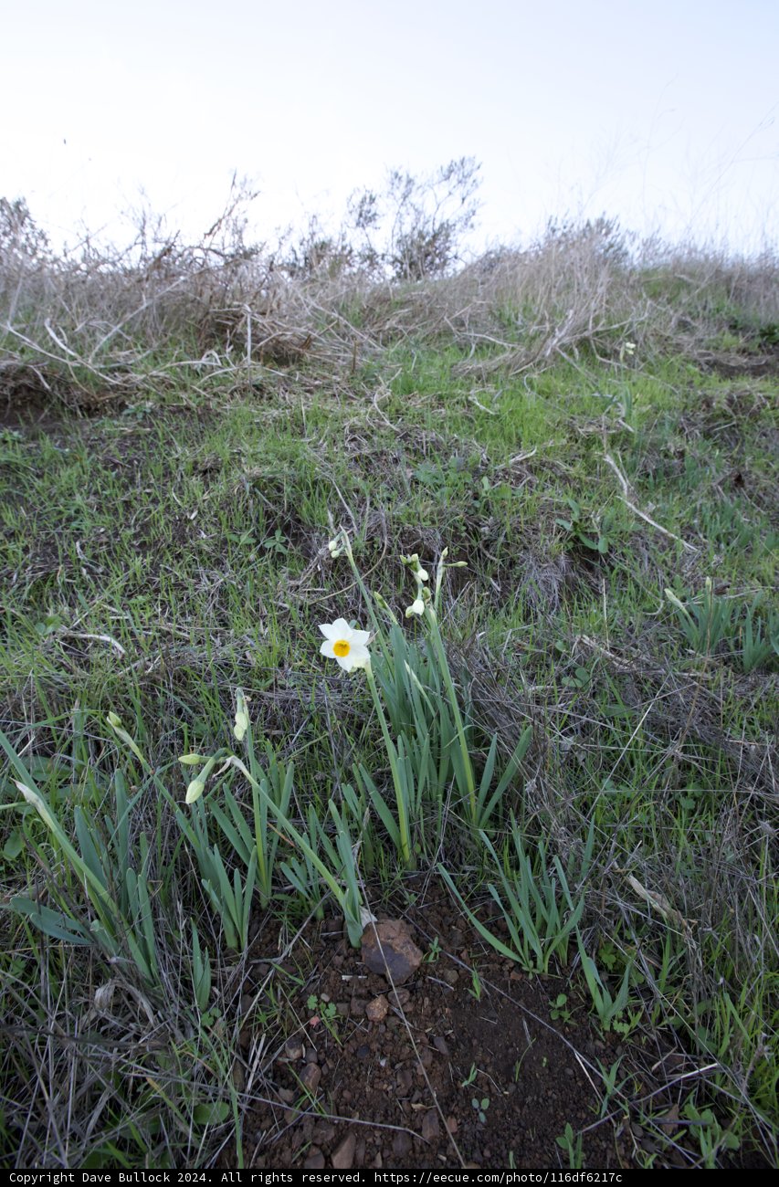 Daffodil Symphony in Marin Headlands