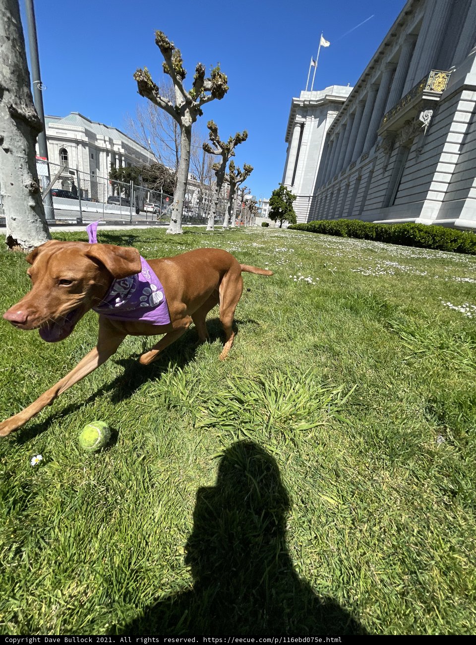 Playful Pup in Front of San Francisco City Hall