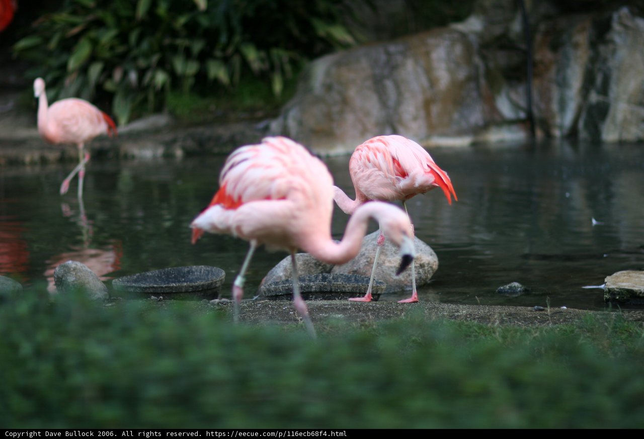Flock of Flamingos in the Rocky Waters