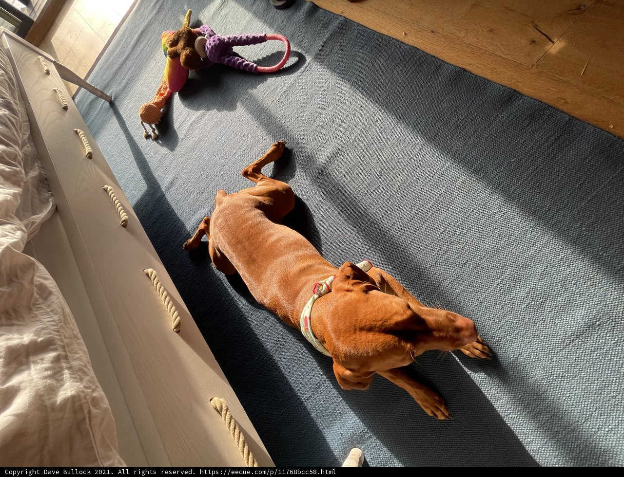 Cozy Canine on Blue Rug