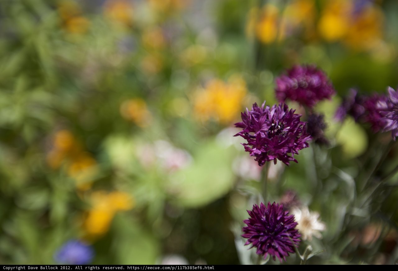 A Riotous Burst of Purple Blooms