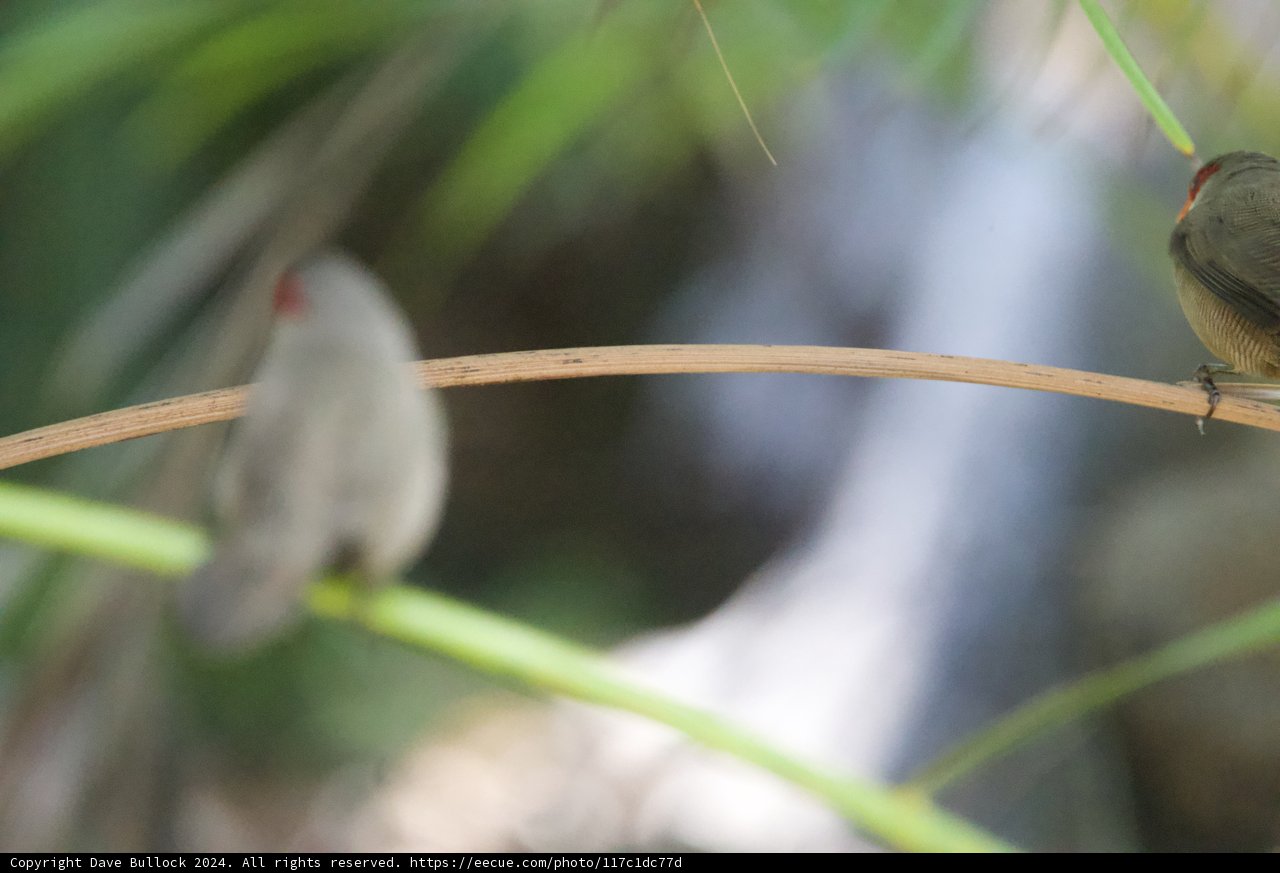 Whispering Wings: Finches in Focus