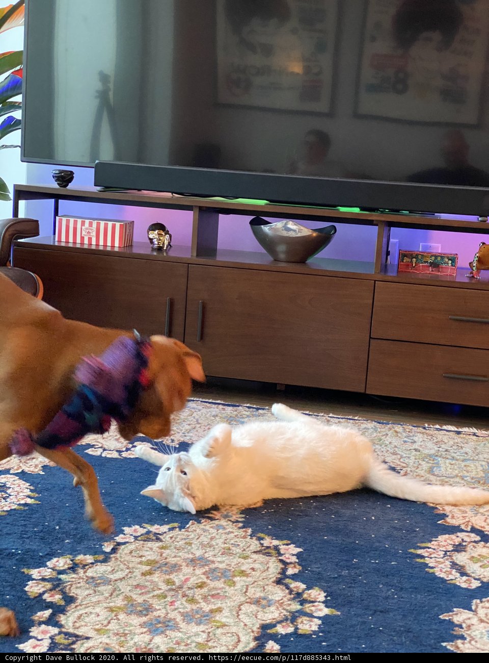 Furry Friends on Screen