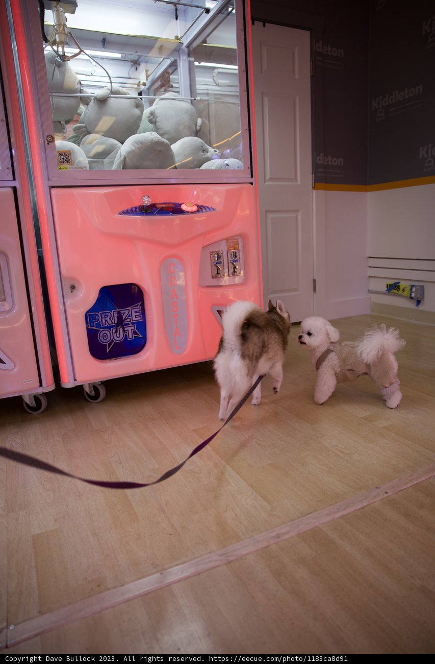 The Curious Canines: A Pawsome Adventure in Japan Town