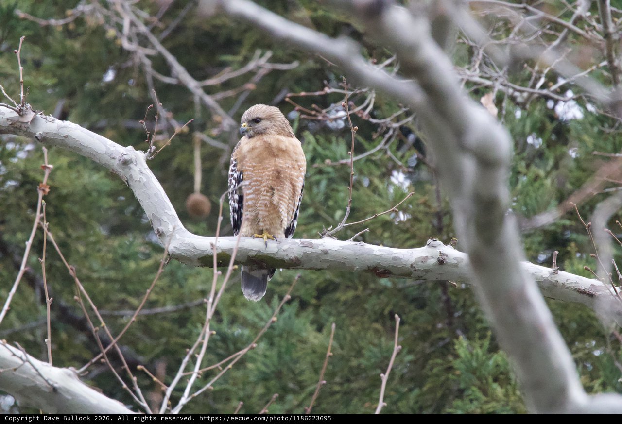 Red-Shouldered Hawk Perched on Bare Winter Branch