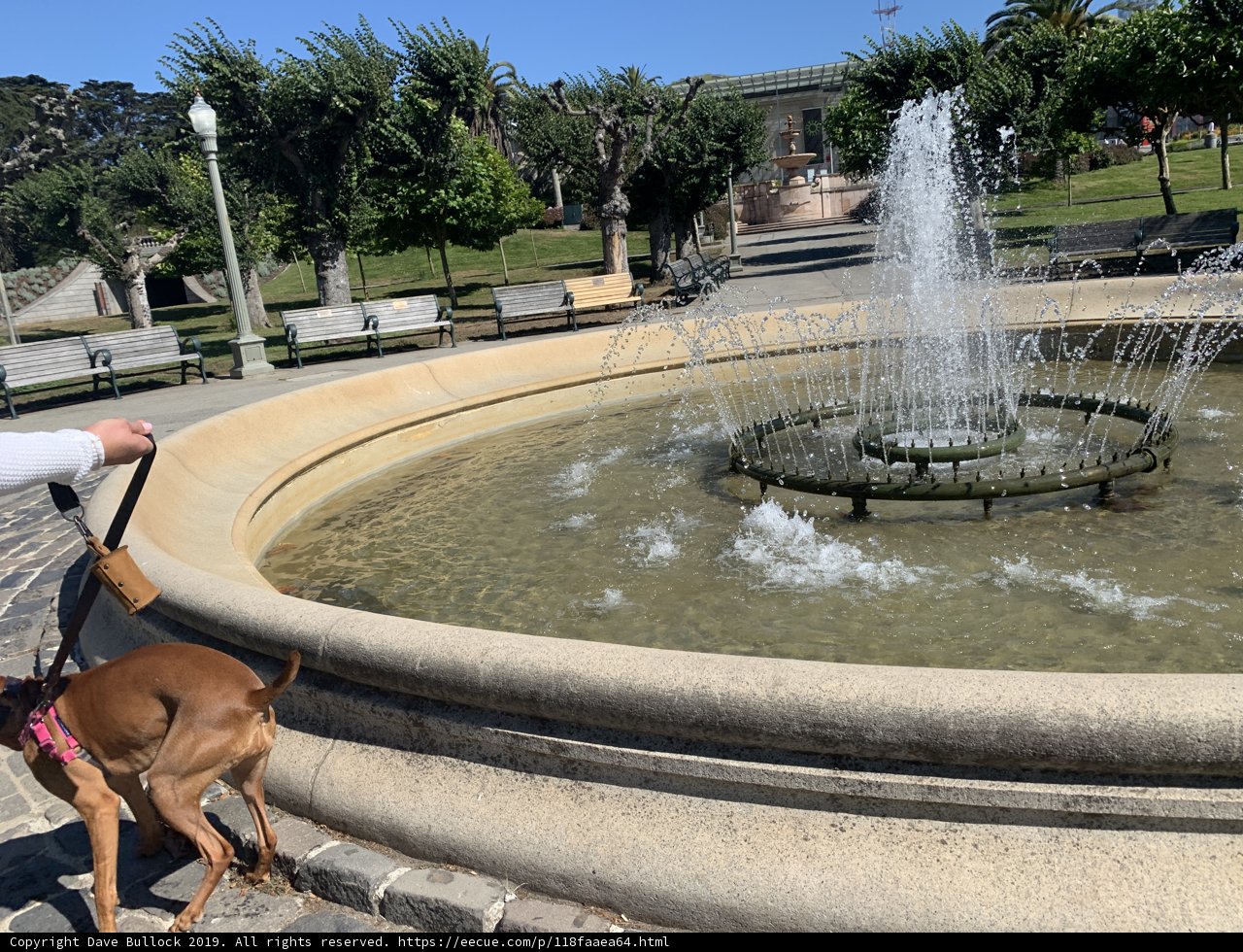 Peaceful Stroll with Furriend