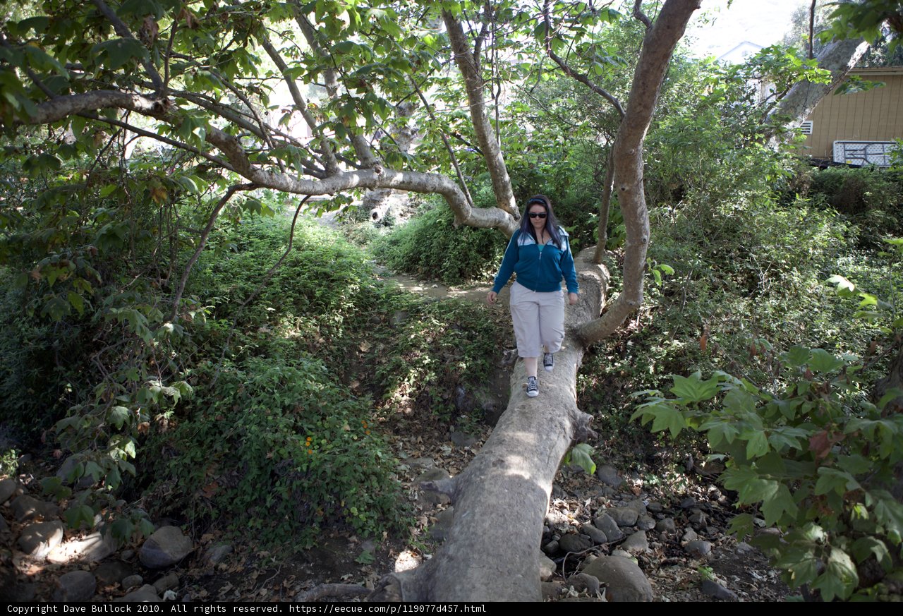 Walking on a Fallen Tree