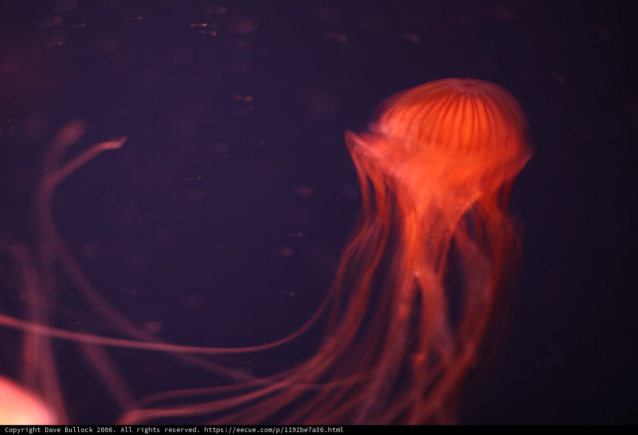 Illuminating Jellyfish