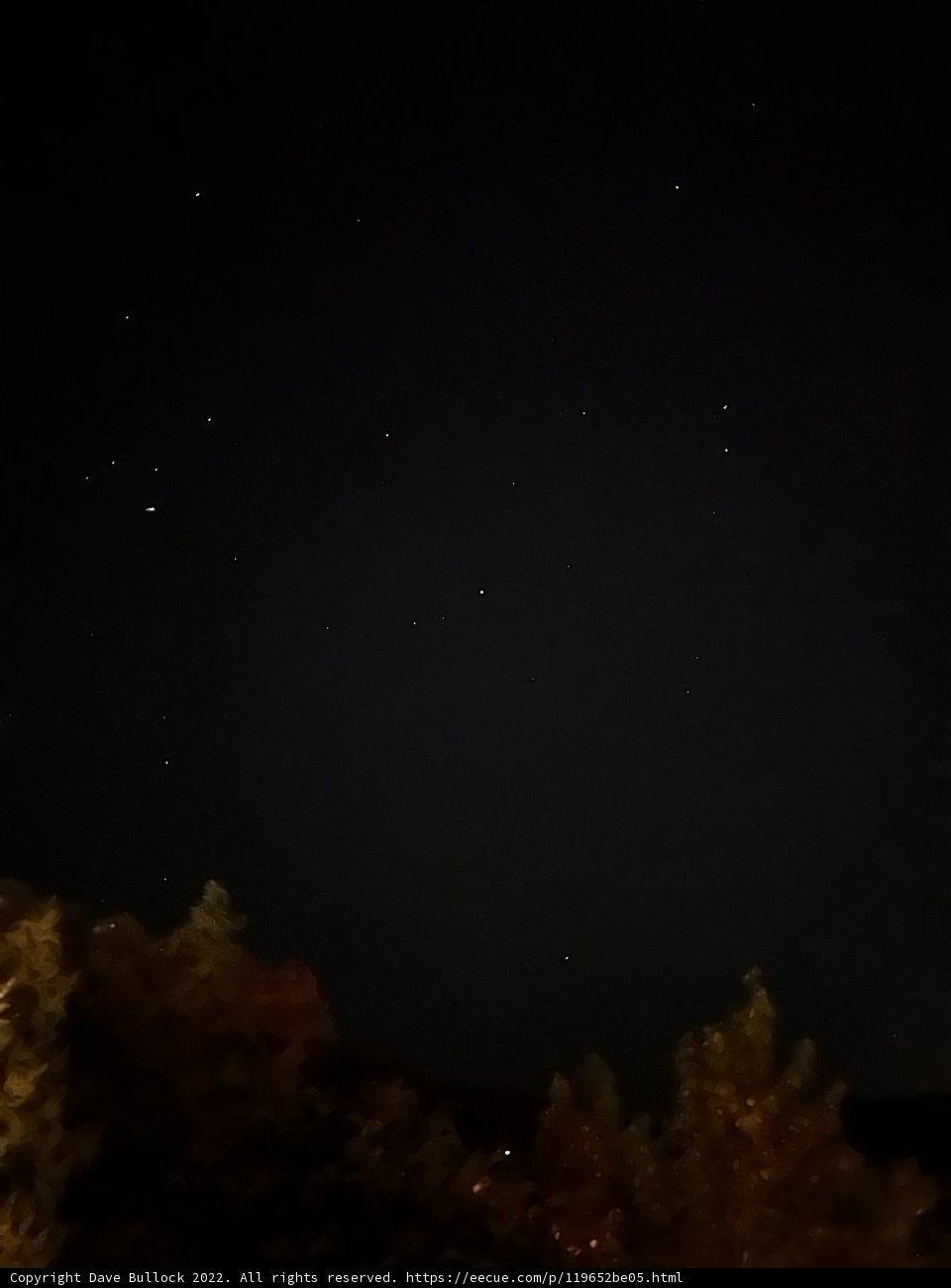 Starry Night in Coconino National Forest