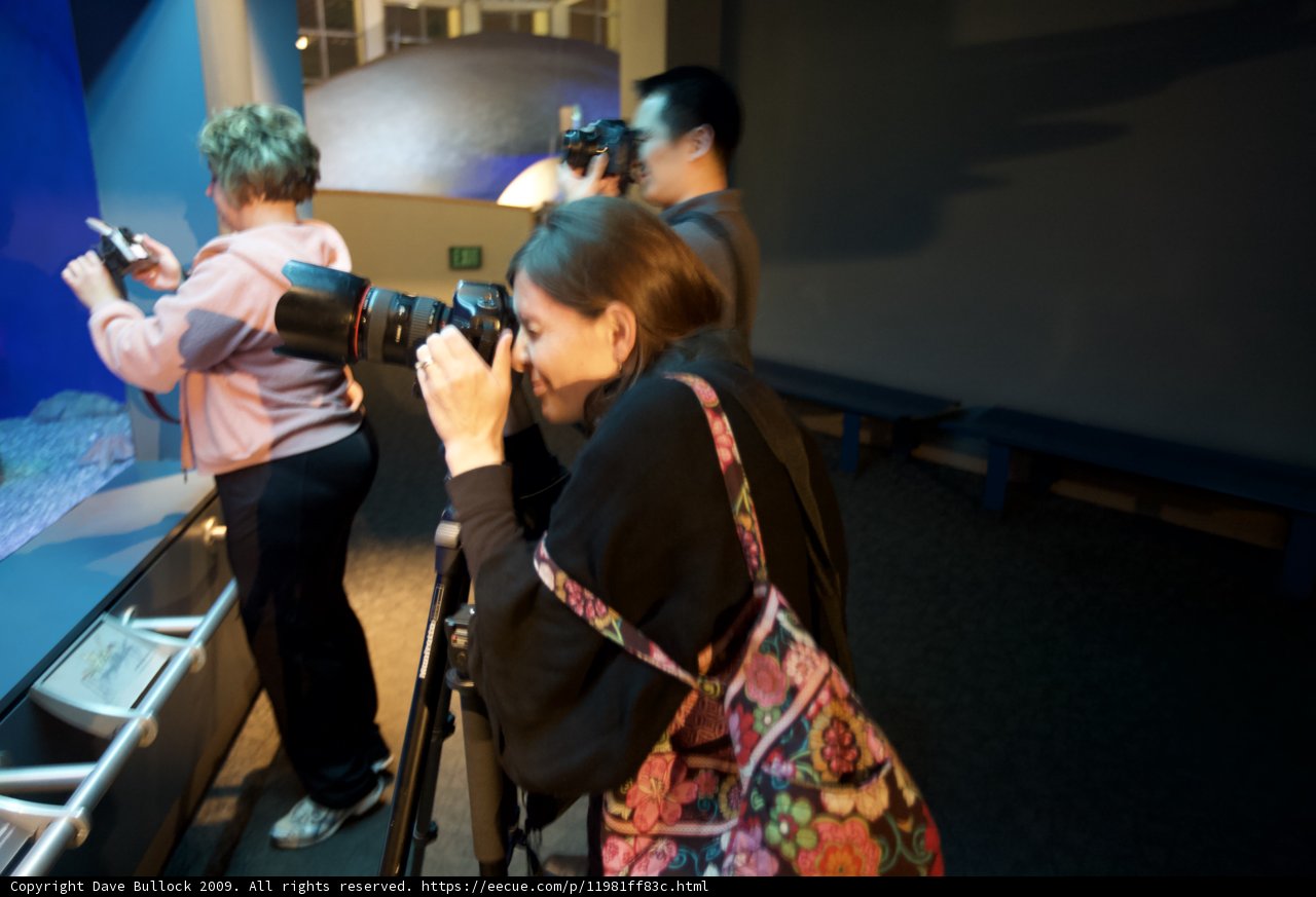 Capturing the Beauty of the Aquarium