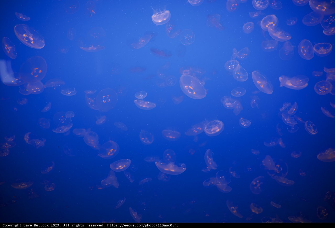 Mystical Dance of the Jellyfish