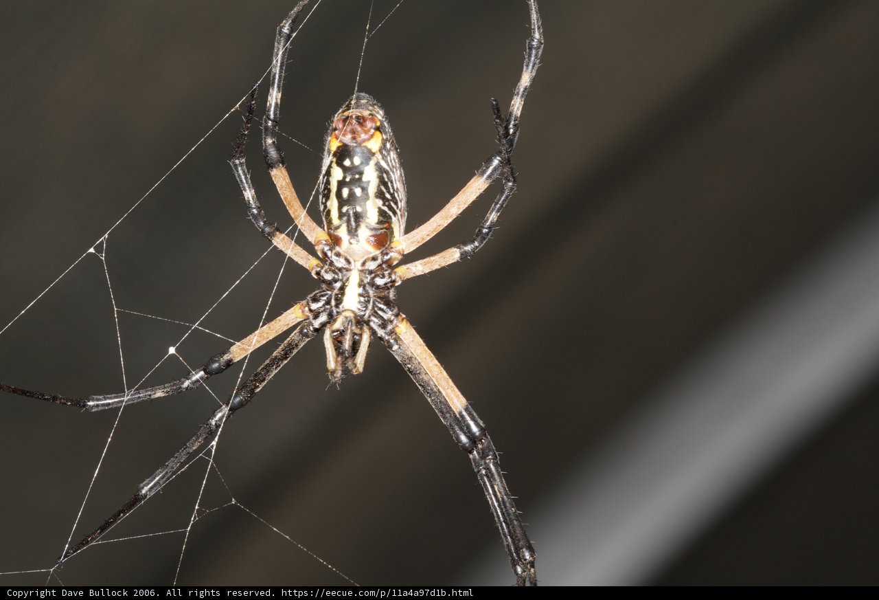 Garden Spider with Striking Black and Yellow Head