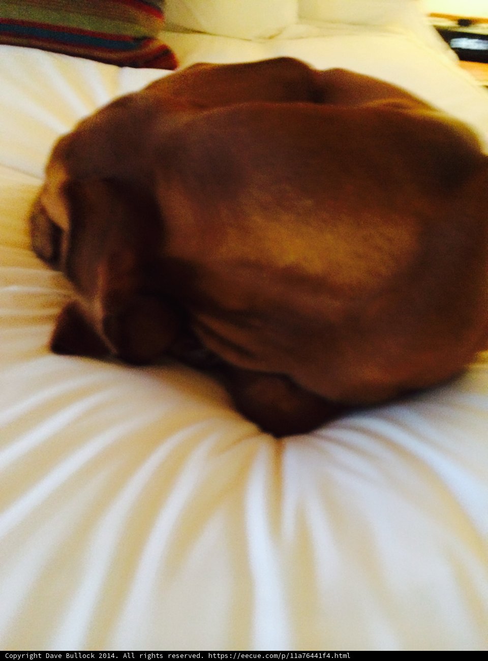 Cozy Canine on Santa Fe Bed