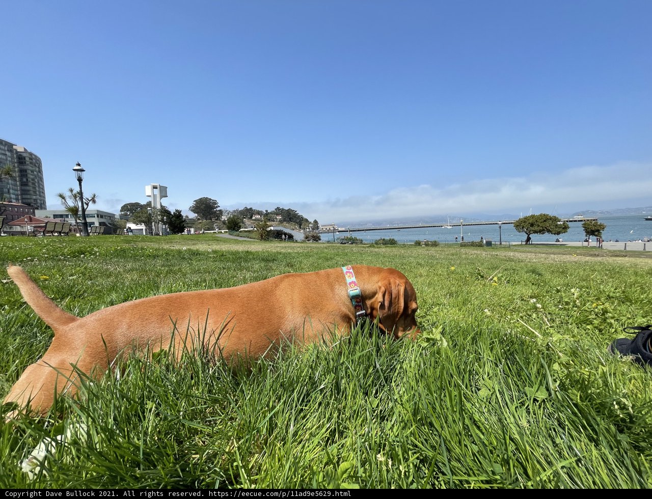 “Laid-Back in San Francisco”