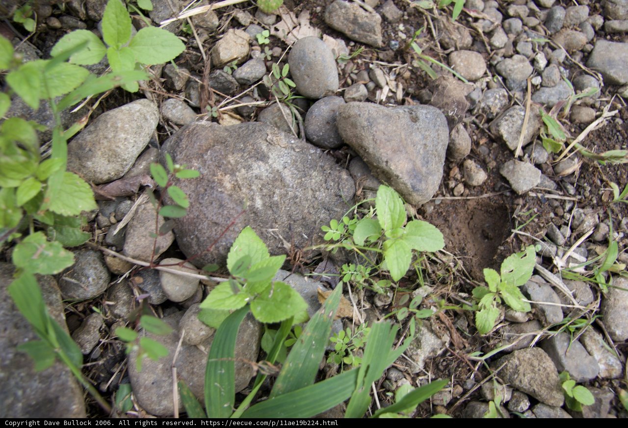 Nature's Simplicity