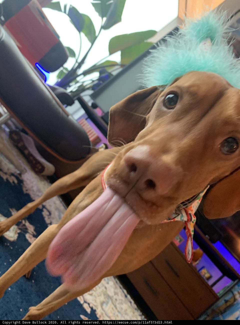 Blue-Hatted Hound