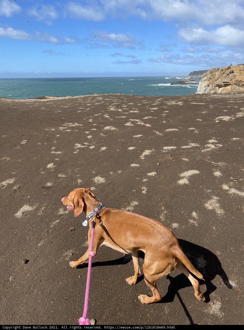 A Beach Walk with My Furry Friend