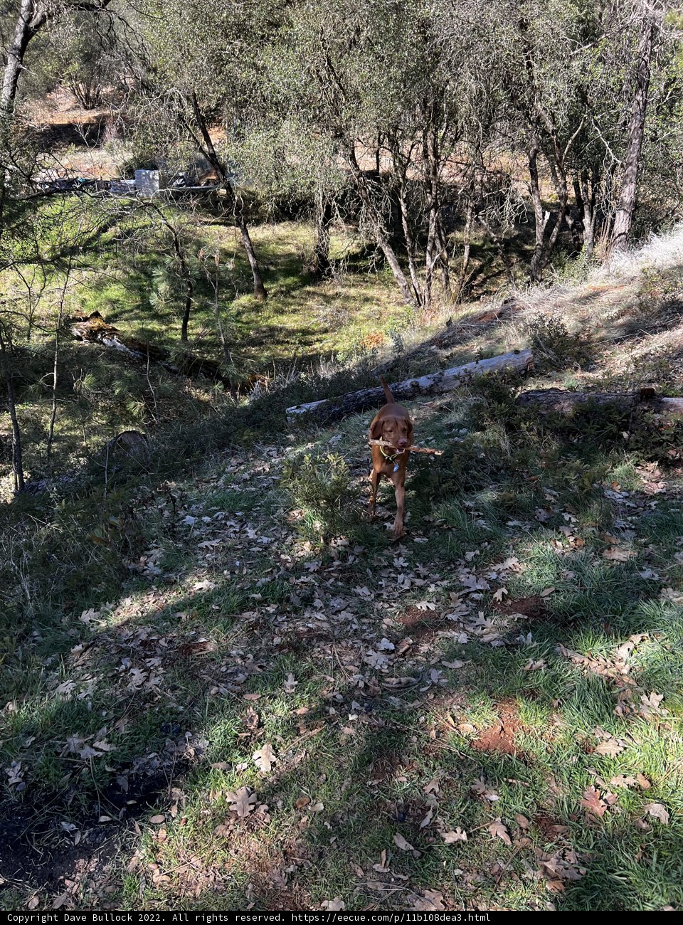 Lone Canine in Sierra National Forest