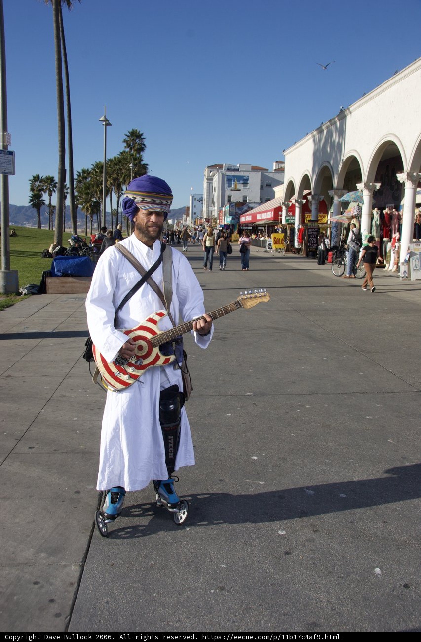 Serenading the Palms