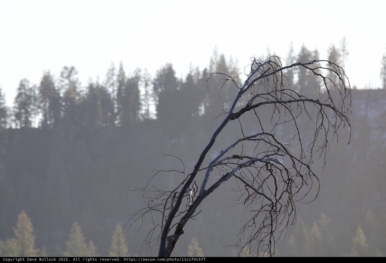 Bare Tree Against Misty Forest Layers in Yosemite