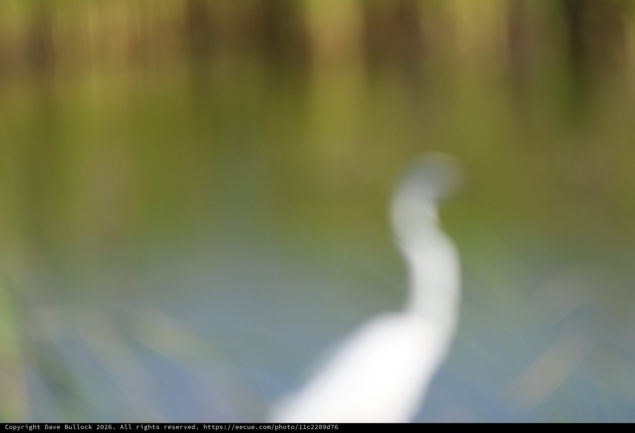 Great Egret Wading Through Wetland Waters at Dusk