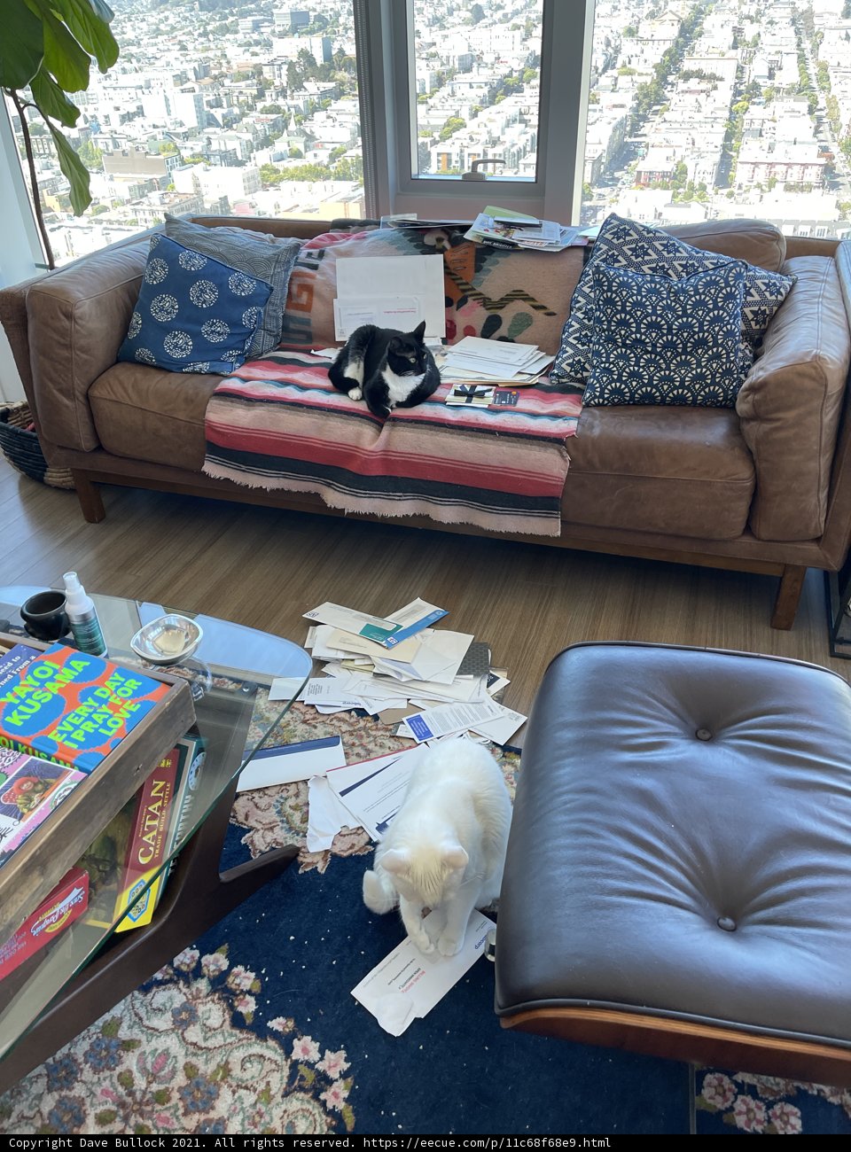 Cozy Living Room with Feline Company