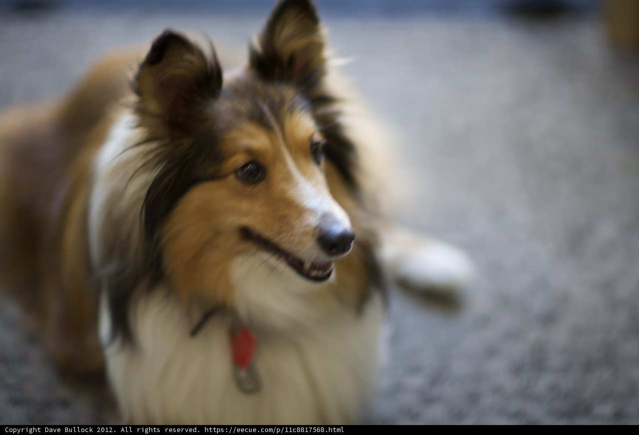 Red Tagged Collie