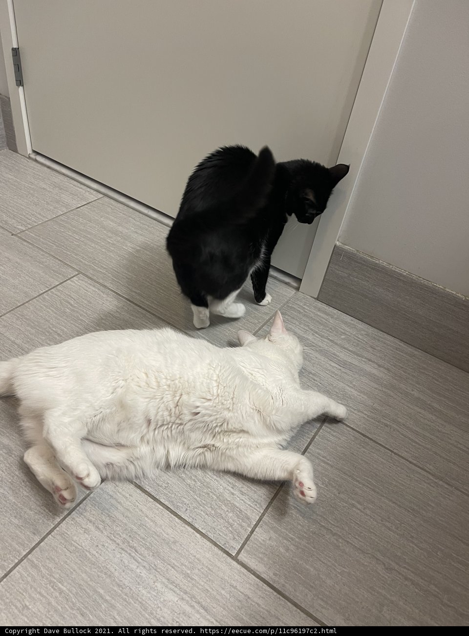 Feline Frolics
