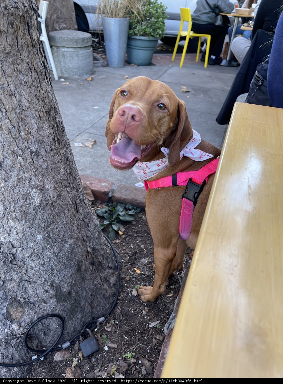 Pretty in Pink
