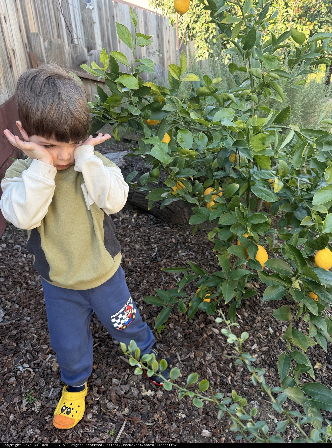 Young Boy Covering Ears in Backyard Citrus Garden