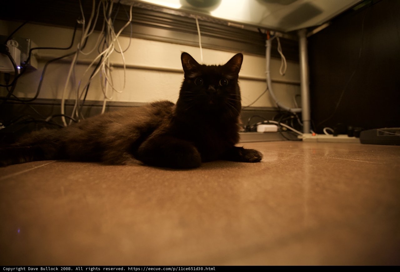 Cozy Cat on Hardwood Floor
